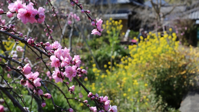 【期間限定】桜、桃、菜の花…春爛漫！伊豆のおみや付きプラン（朝食付）